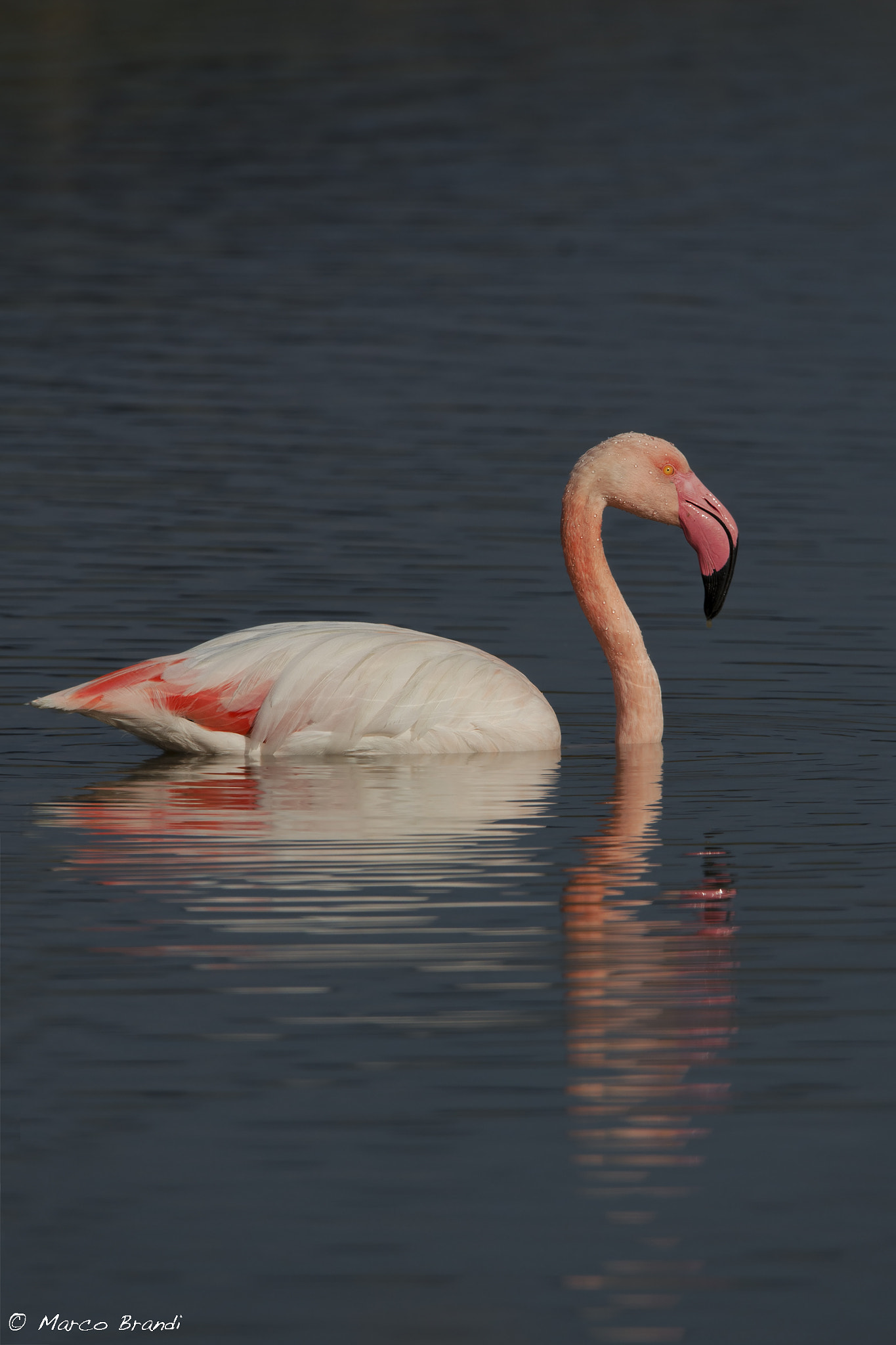 Nikon D7000 sample photo. Fenicottero rosa - greater flamingo photography