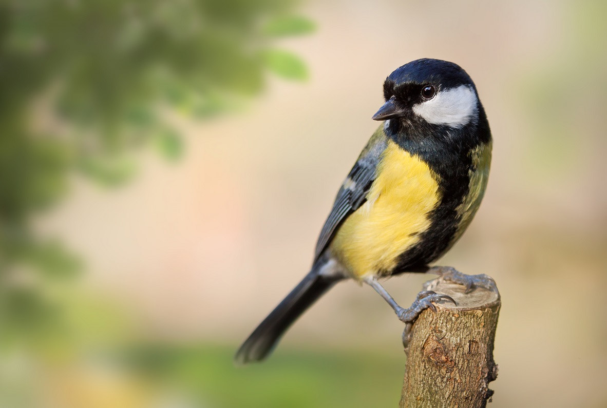 Canon EOS 50D + Canon EF 70-200mm F4L IS USM sample photo. Great tit photography