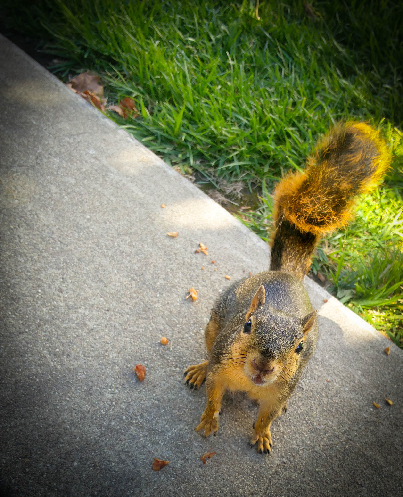 OnePlus ONE A2001 sample photo. Squirrel.jpg photography