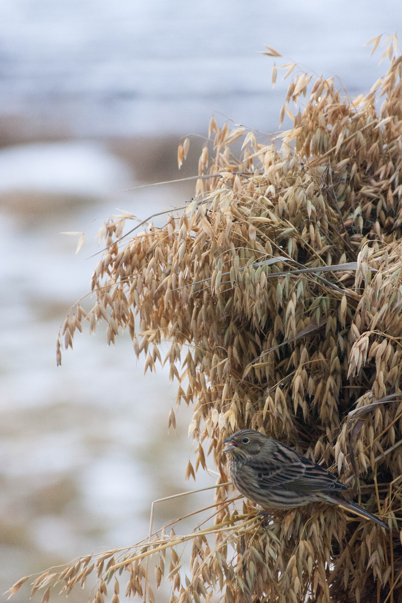Sigma 50-200mm F4-5.6 DC OS HSM sample photo. Img photography