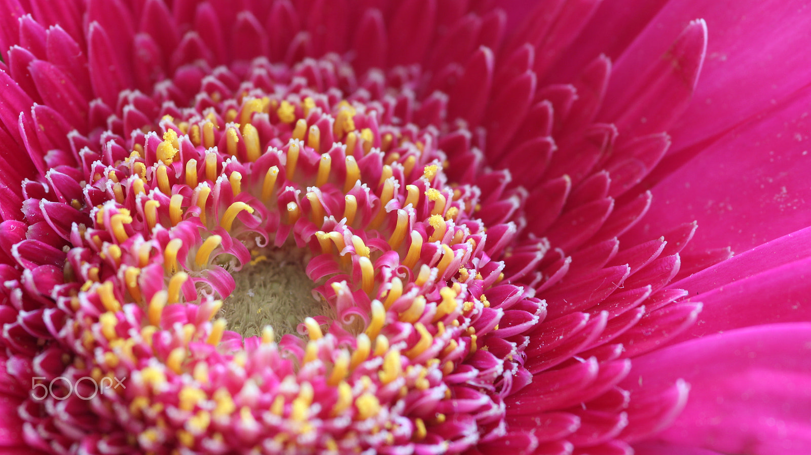 Sigma 105mm F2.8 EX DG Macro sample photo. Flowerscape photography