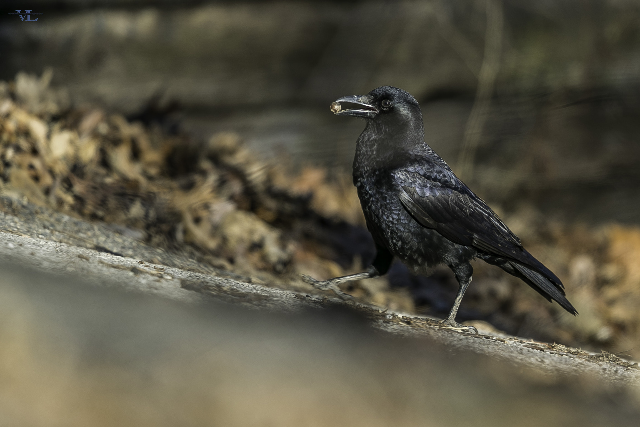 Canon EOS-1D X Mark II + Canon EF 600mm F4L IS II USM sample photo. Walking dead photography