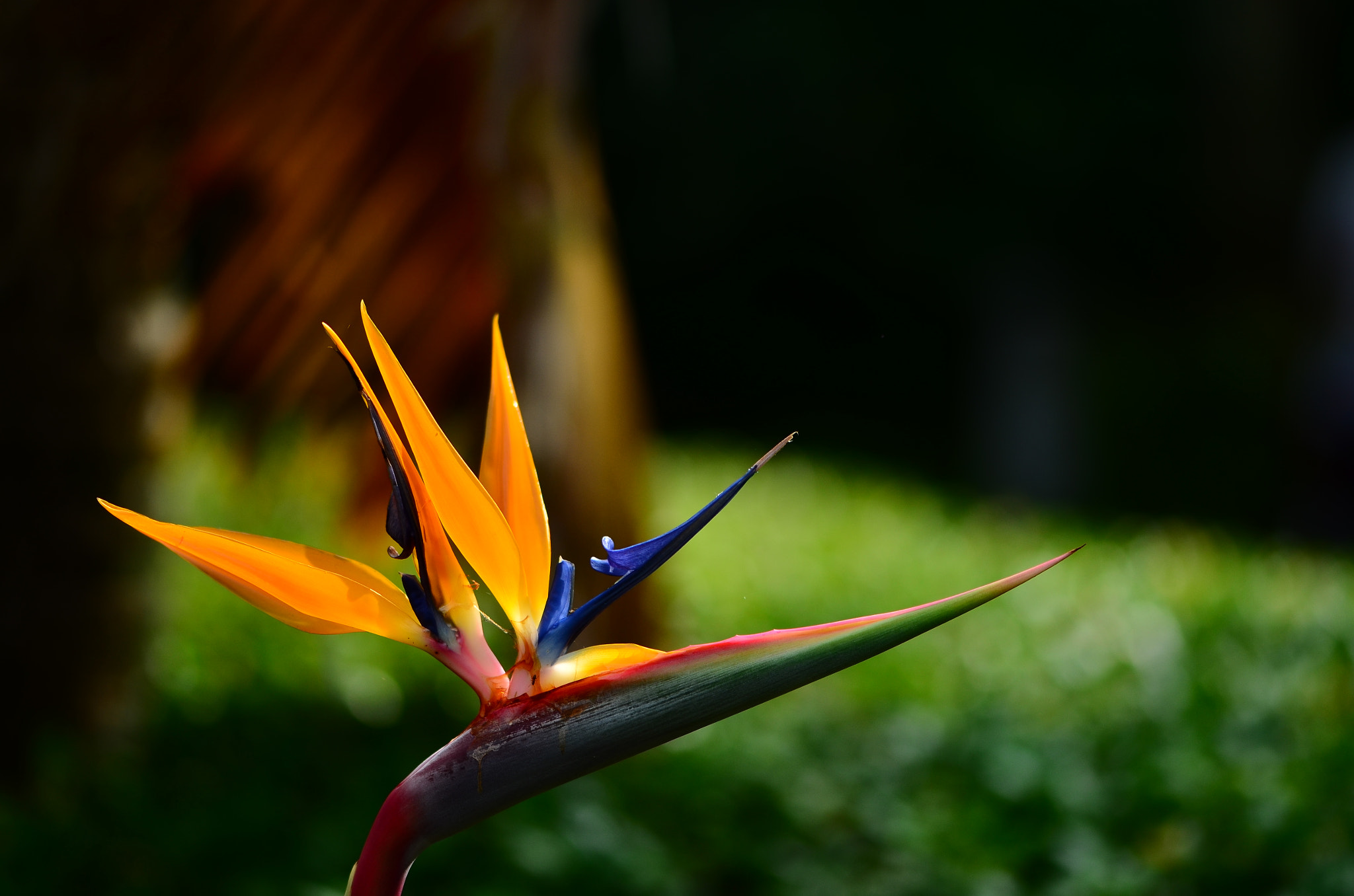 Nikon AF-S Micro-Nikkor 105mm F2.8G IF-ED VR sample photo. 鶴望蘭（strelitzia reginae） photography