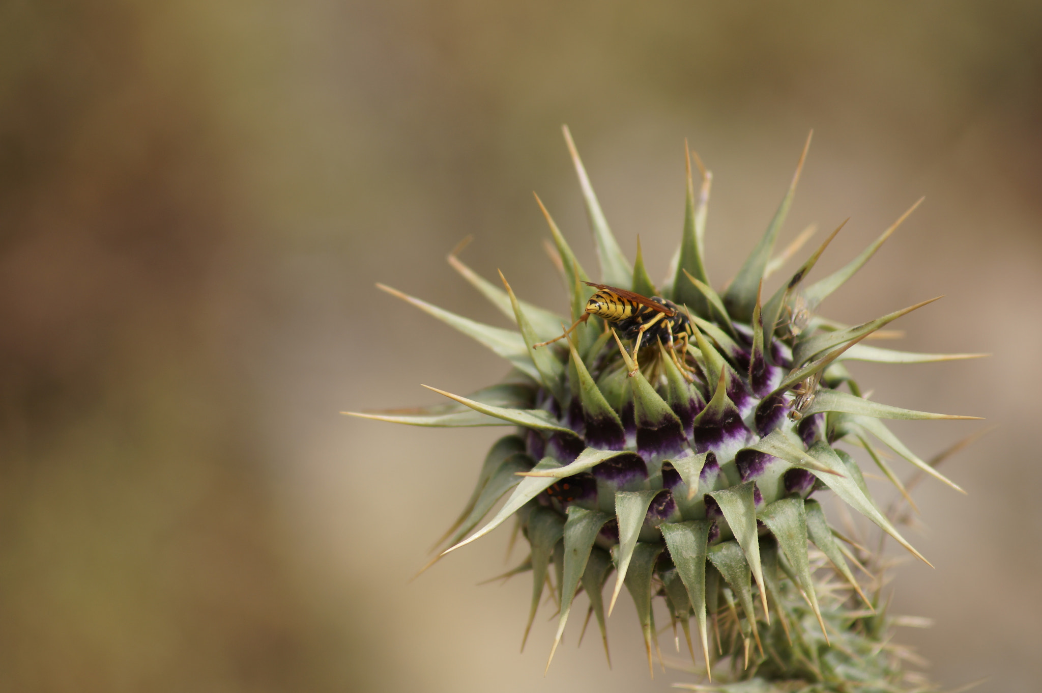 Sony 75-300mm F4.5-5.6 sample photo. A spiky spot photography