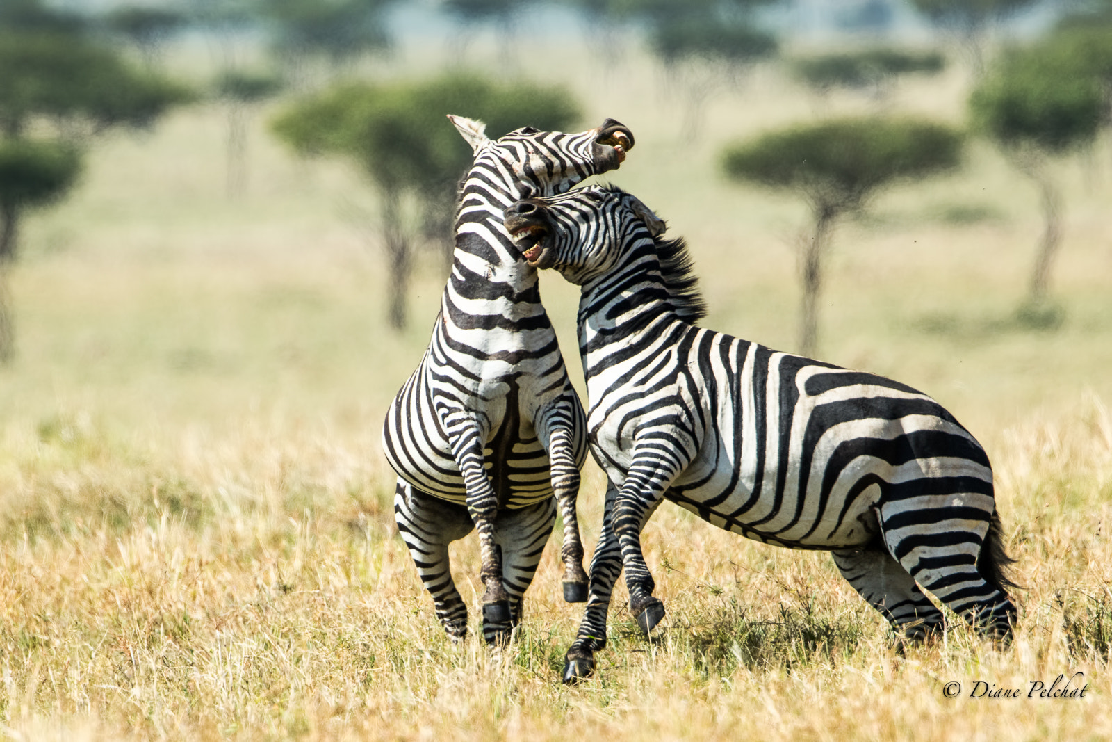 Canon EOS 7D Mark II + Canon EF 300mm F2.8L IS II USM sample photo. Battle of power photography