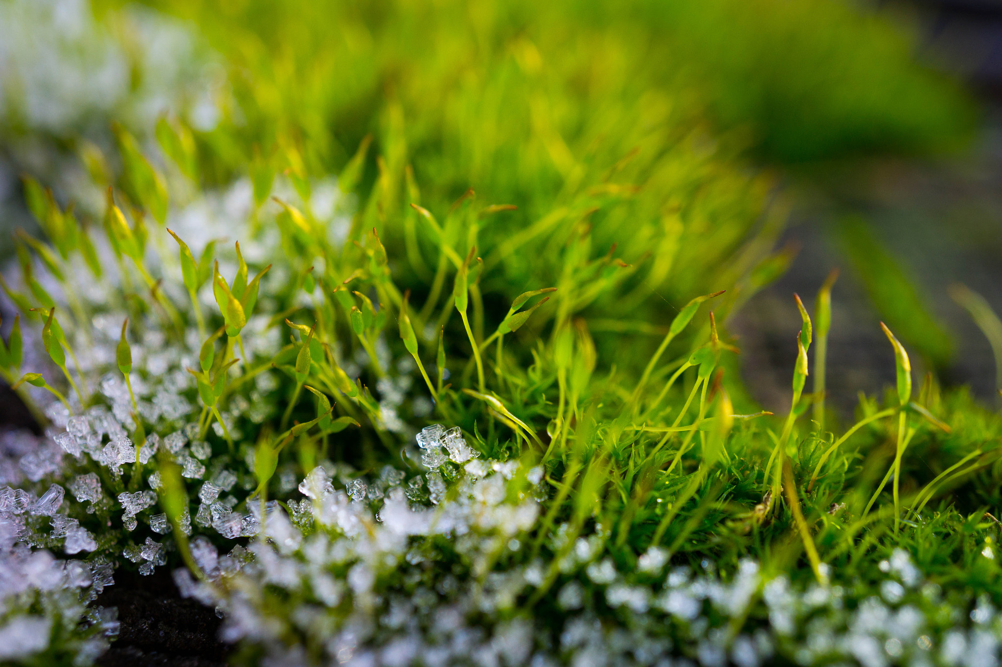 Sony E 30mm F3.5 Macro sample photo. Moss and ice photography
