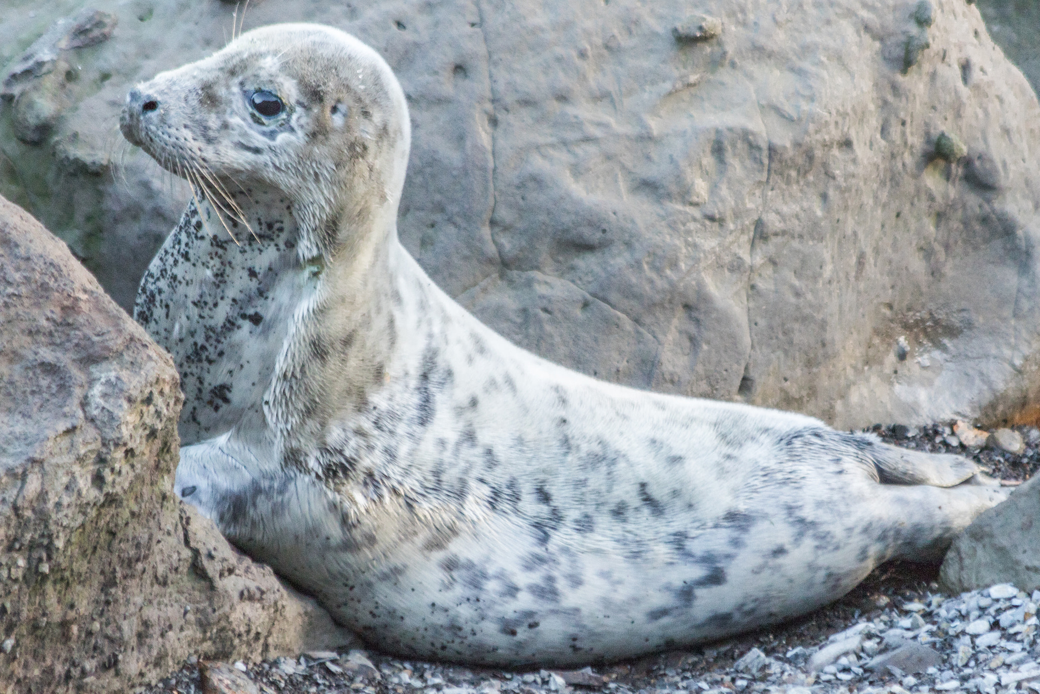 Canon EF 70-300mm F4-5.6 IS USM sample photo. Seals at ravenscar, north yorkshire coast. photography