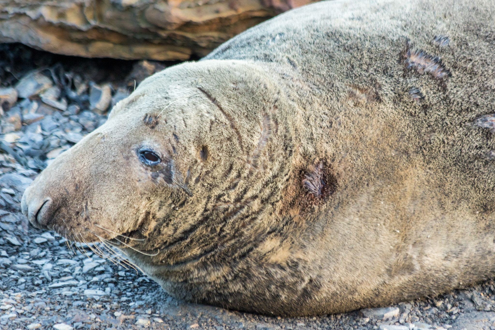 Canon EF 70-300mm F4-5.6 IS USM sample photo. Seals at ravenscar, north yorkshire coast. photography