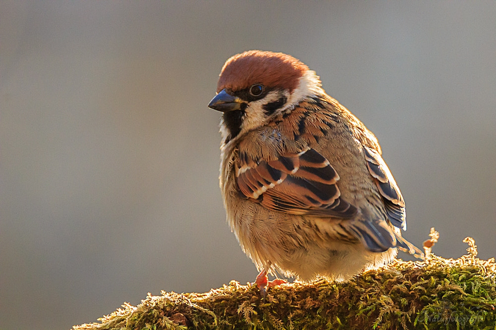 Tamron SP 150-600mm F5-6.3 Di VC USD sample photo. Feldsperling photography