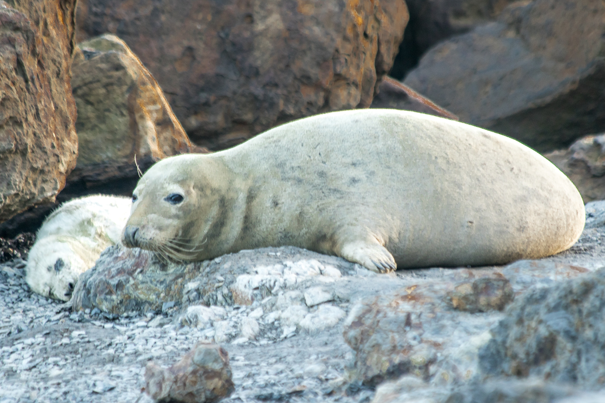 Canon EF 70-300mm F4-5.6 IS USM sample photo. Seals at ravenscar, north yorkshire coast. photography