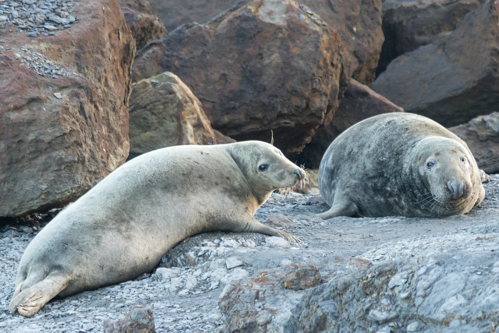 Canon EF 70-300mm F4-5.6 IS USM sample photo. Seals at ravenscar, north yorkshire coast. photography