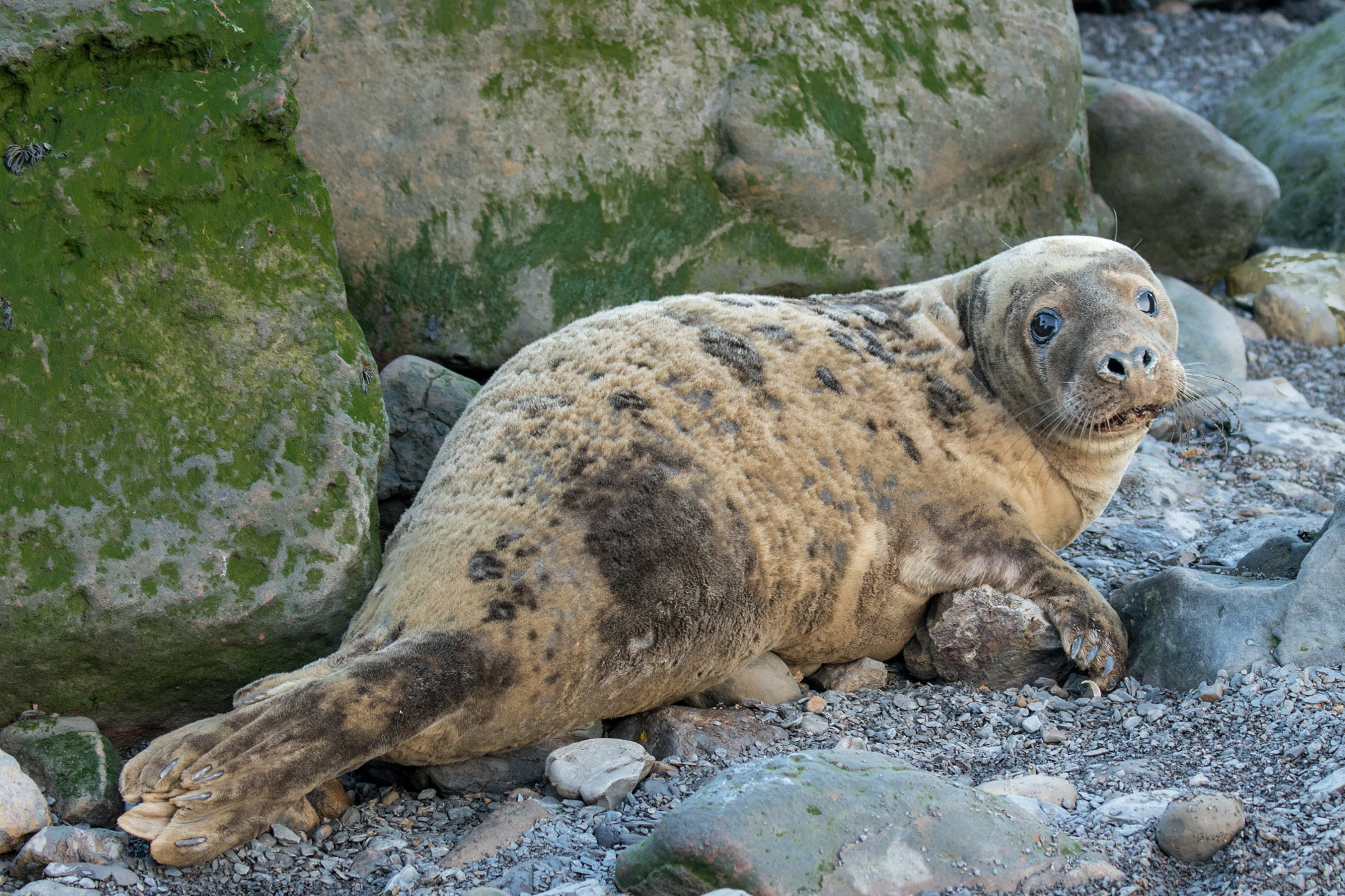 Canon EF 70-300mm F4-5.6 IS USM sample photo. Seals at ravenscar, north yorkshire coast. photography