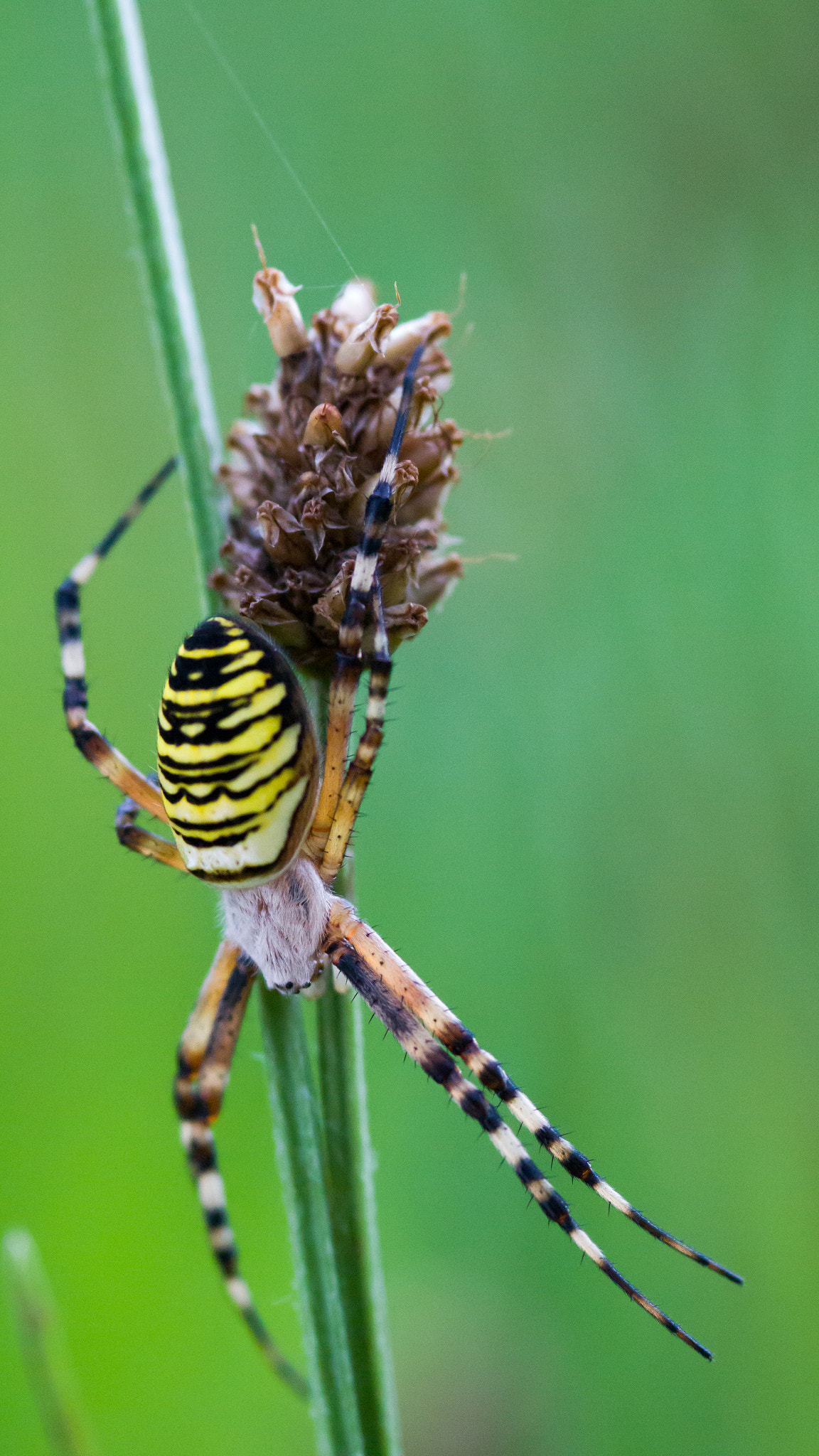 Sigma 105mm F2.8 EX DG Macro sample photo. Wasp spider photography