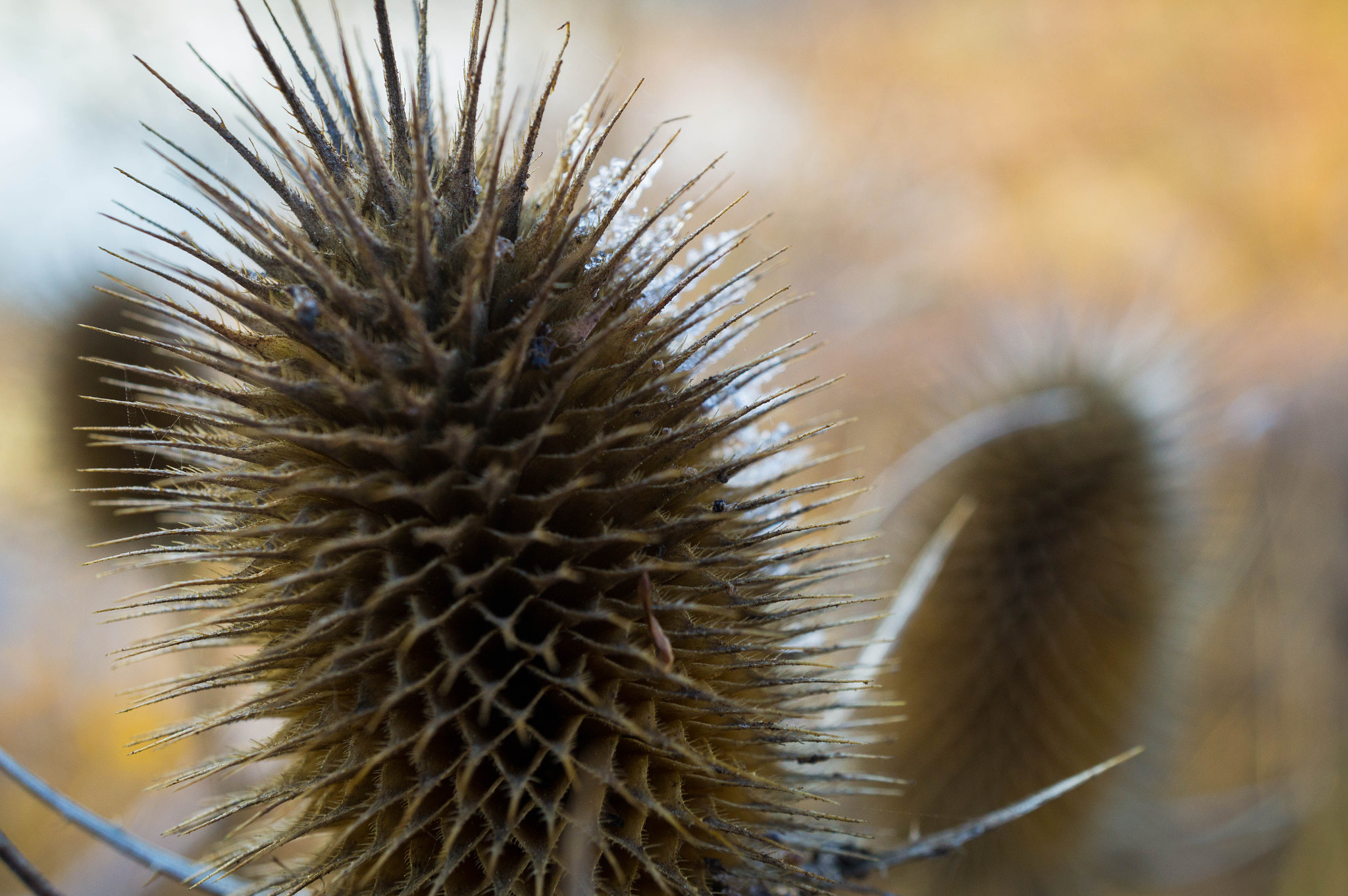 Sony Alpha a5000 (ILCE 5000) + Sony E 30mm F3.5 Macro sample photo. Thorn photography