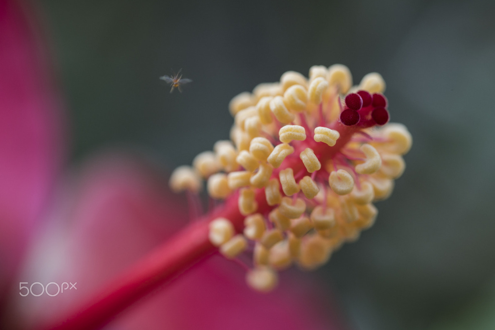 Sony a6500 + Sony FE 90mm F2.8 Macro G OSS sample photo. Flower pollen 3 photography