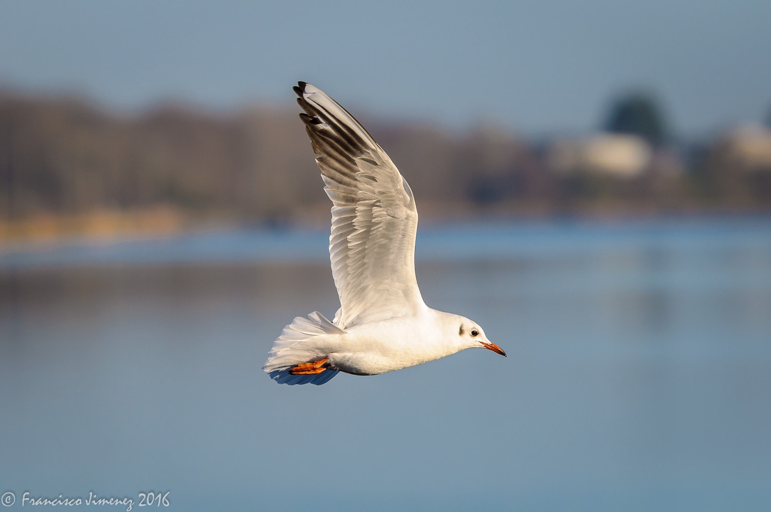 Nikon AF-S Nikkor 200-500mm F5.6E ED VR sample photo. Une mouette!! photography