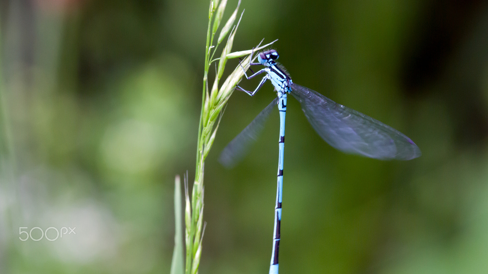 Canon EOS 700D (EOS Rebel T5i / EOS Kiss X7i) + Sigma 105mm F2.8 EX DG Macro sample photo. Dragonfly photography