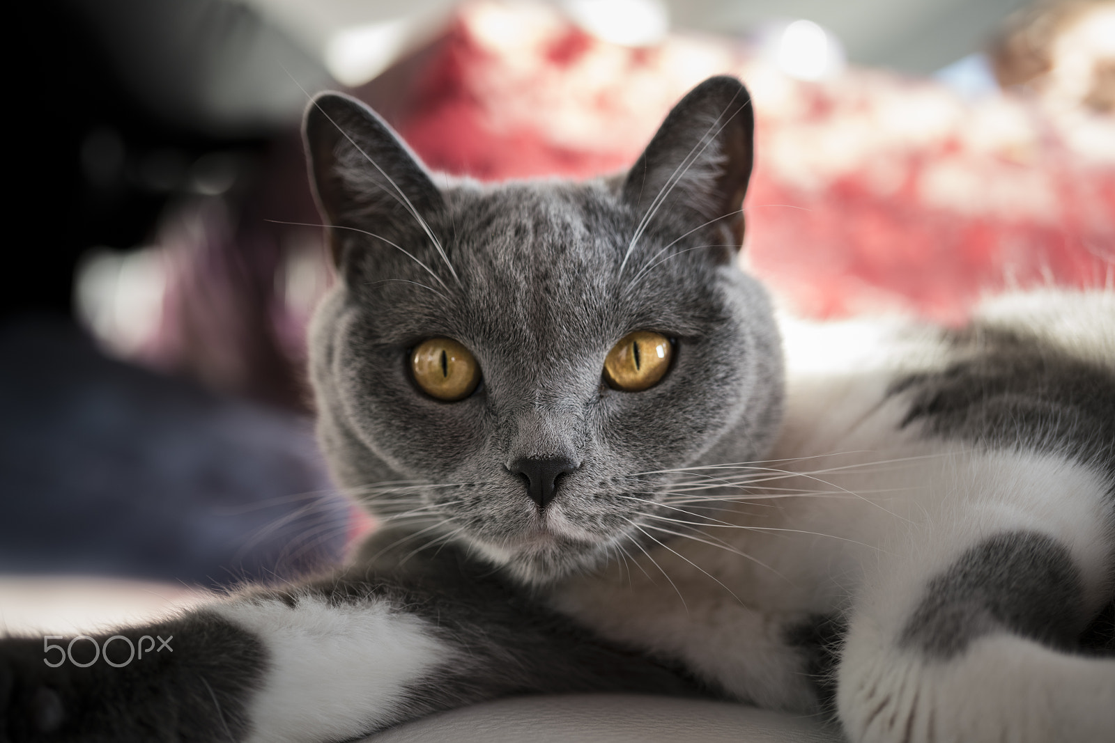 Sony FE 50mm F2.8 Macro sample photo. Golden eye photography