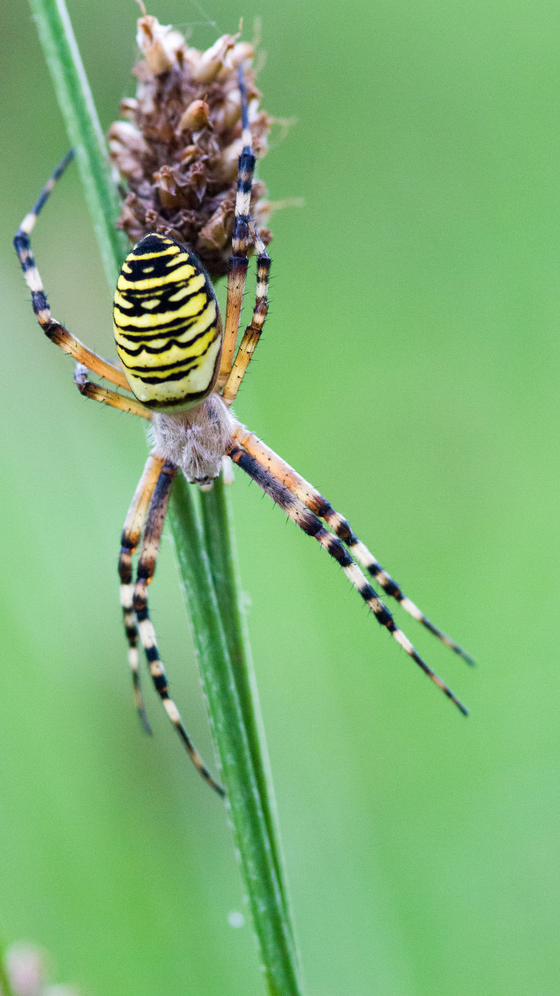 Sigma 105mm F2.8 EX DG Macro sample photo. Wasp spider photography