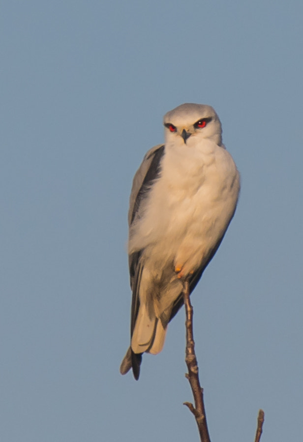 Nikon AF-S Nikkor 200-500mm F5.6E ED VR sample photo. Black winged kite photography