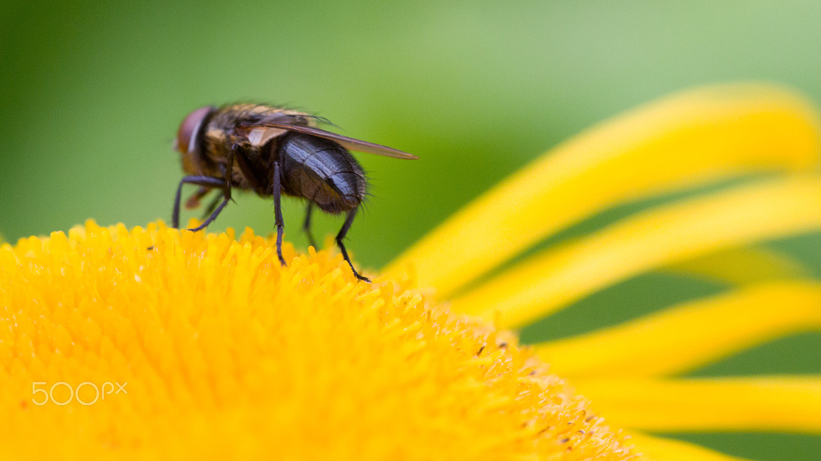 Sigma 105mm F2.8 EX DG Macro sample photo. Fly on flower photography