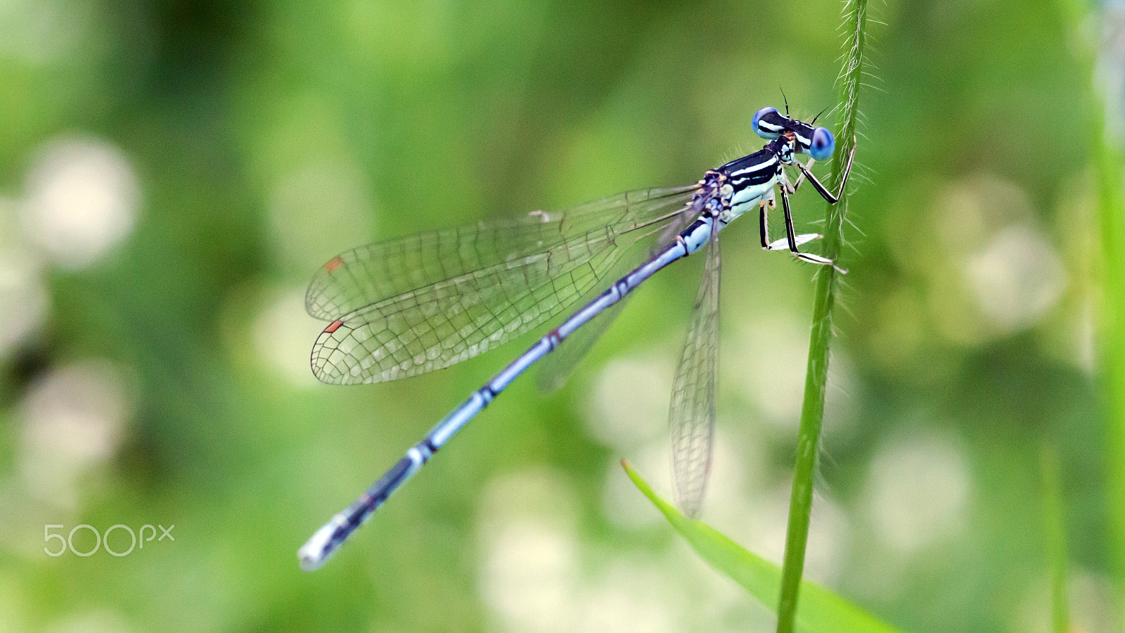 Sigma 105mm F2.8 EX DG Macro sample photo. Dragonfly photography