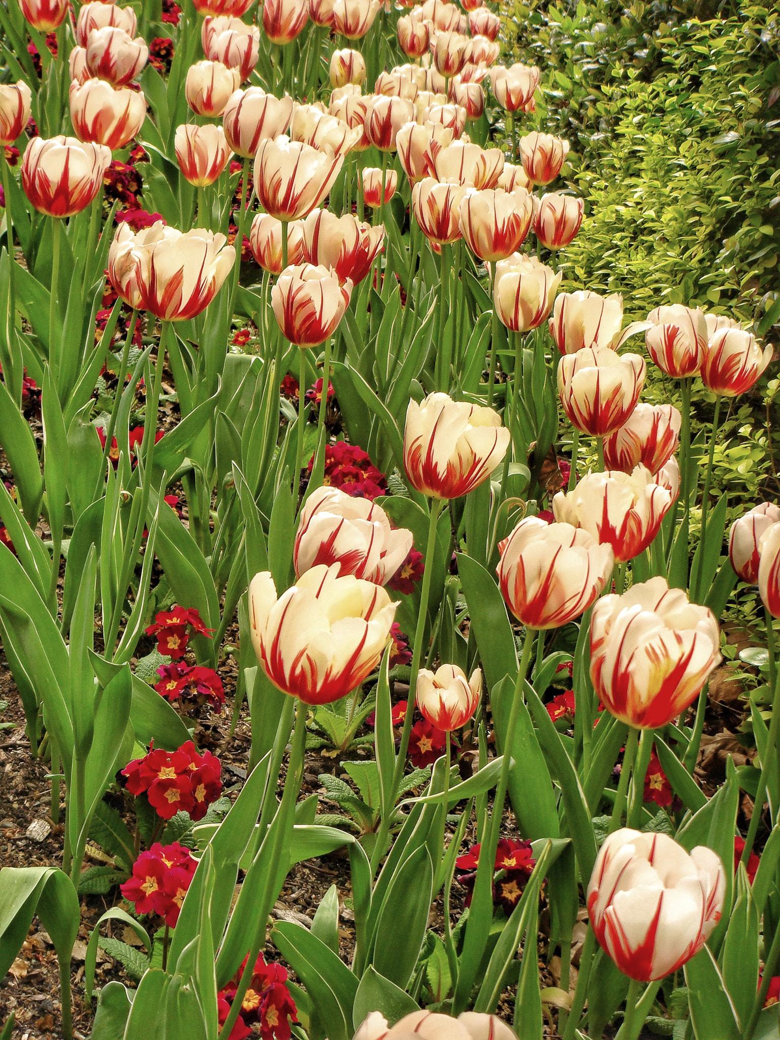 Sony DSC-T100 sample photo. Tulips photography