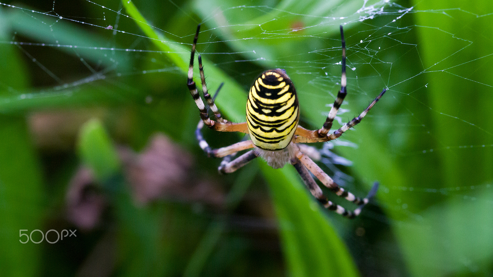 Canon EOS 700D (EOS Rebel T5i / EOS Kiss X7i) sample photo. Wasp spider photography