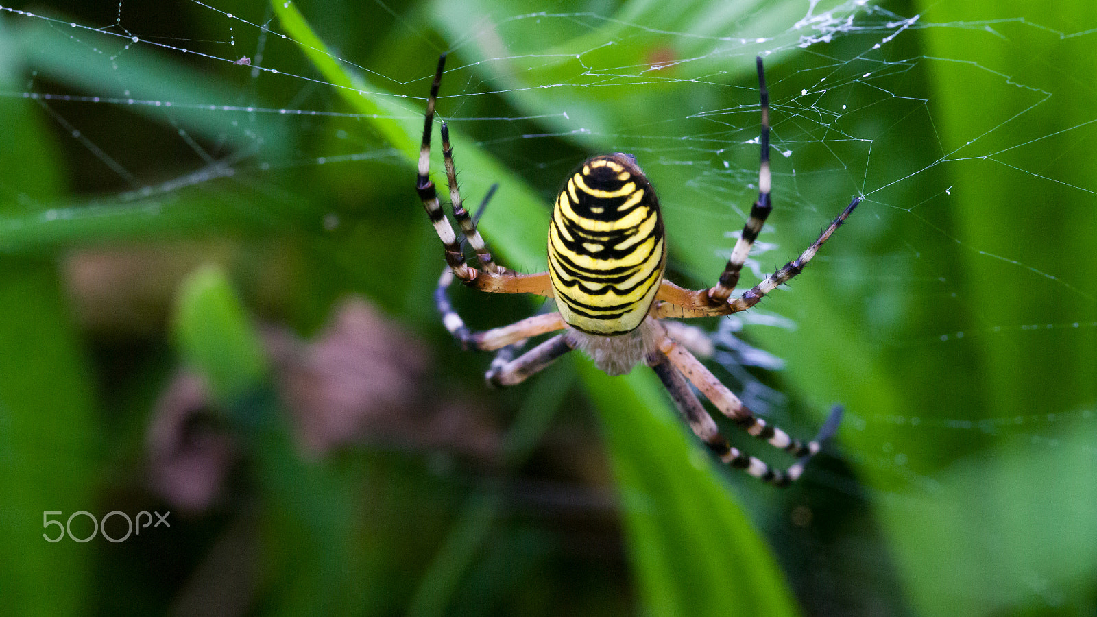 Sigma 105mm F2.8 EX DG Macro sample photo. Wasp spider photography