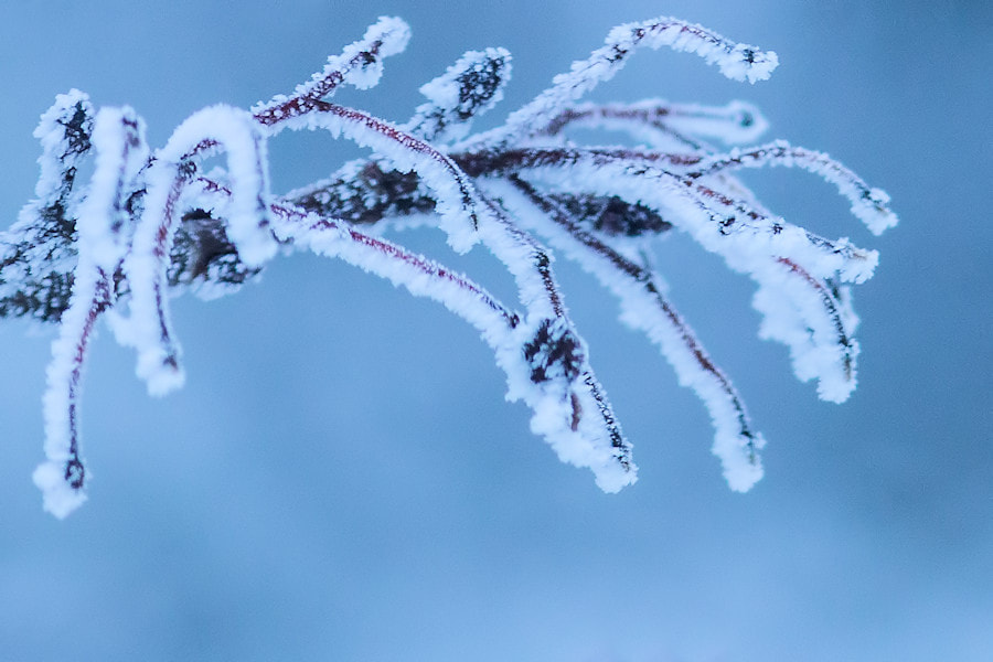 Canon EOS 6D + Canon EF 300mm F4L IS USM sample photo. Gefroren photography