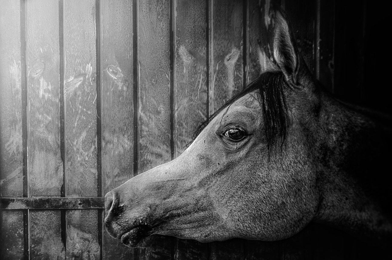 Nikon D3 sample photo. Arabic horse photography