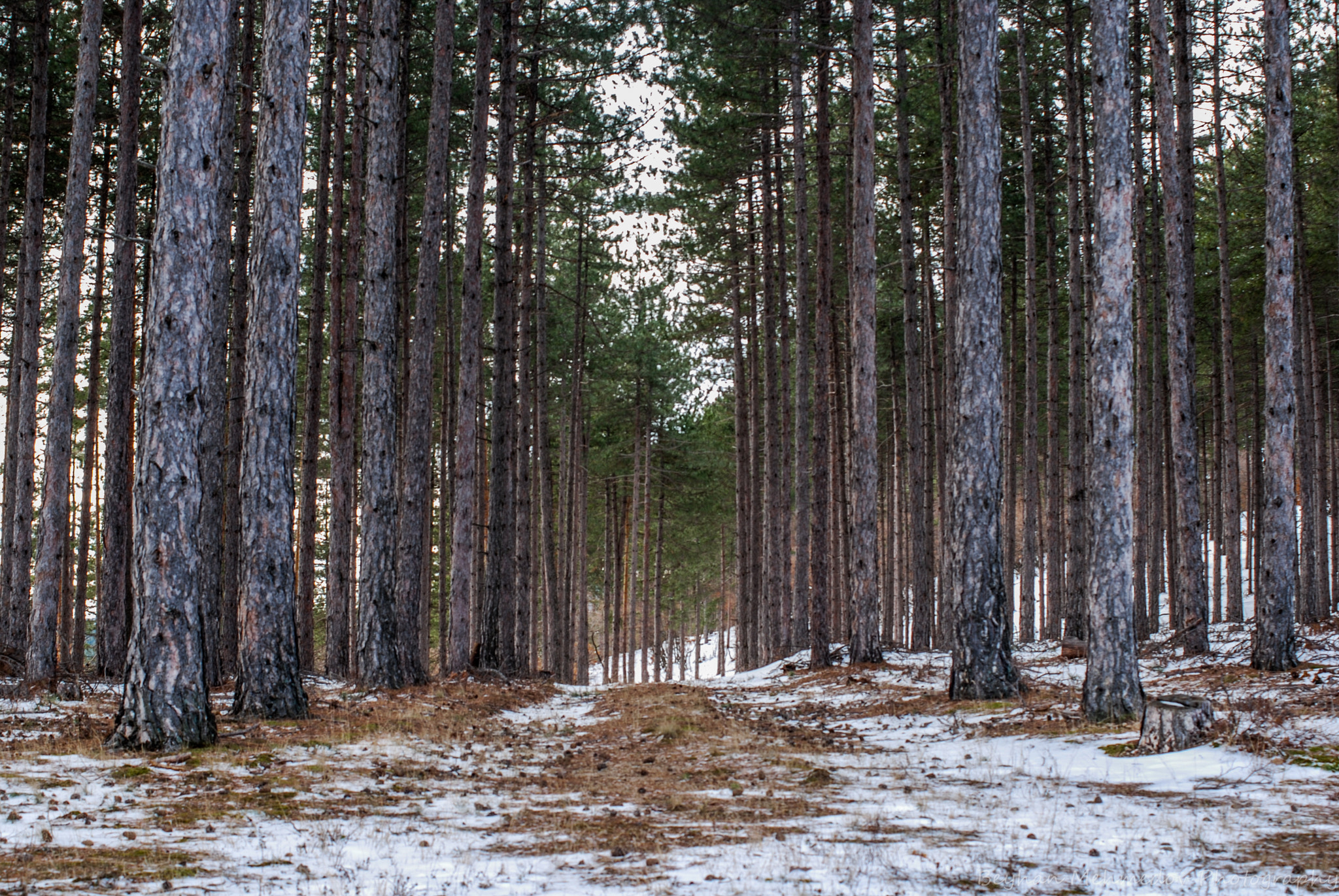 AF Zoom-Nikkor 35-70mm f/3.3-4.5 N sample photo. Dsc photography