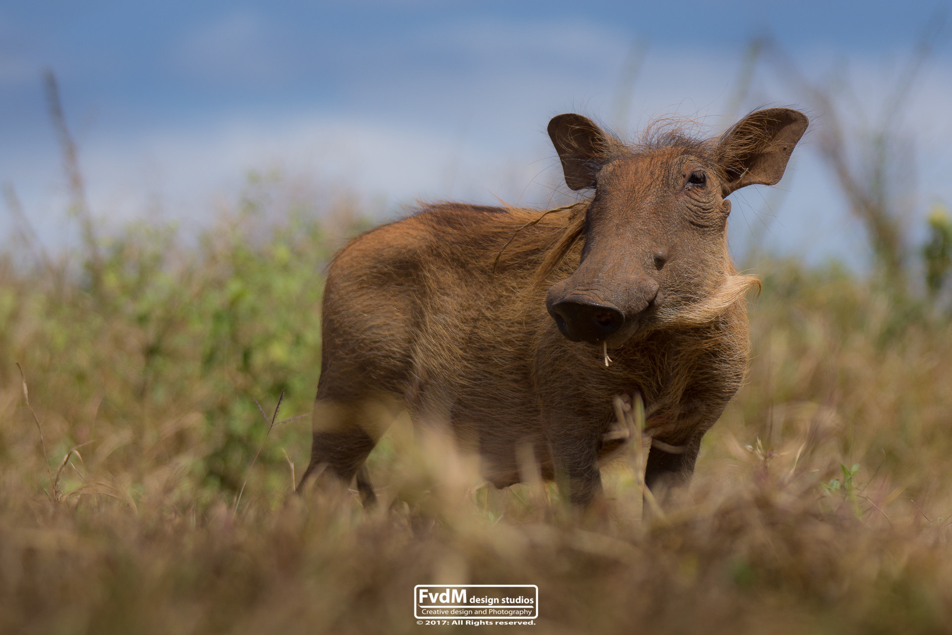 Sony SLT-A77 + Sony 70-400mm F4-5.6 G SSM sample photo. Facing the warthog... photography