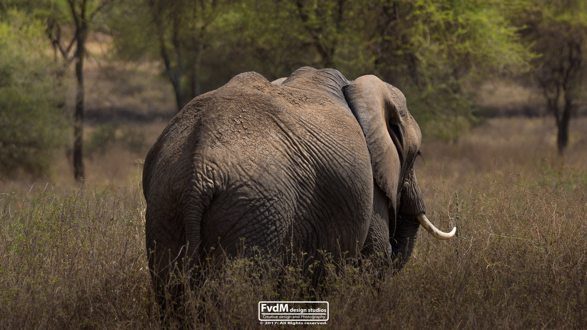 Sony 70-400mm F4-5.6 G SSM sample photo. The lonesome bull... photography