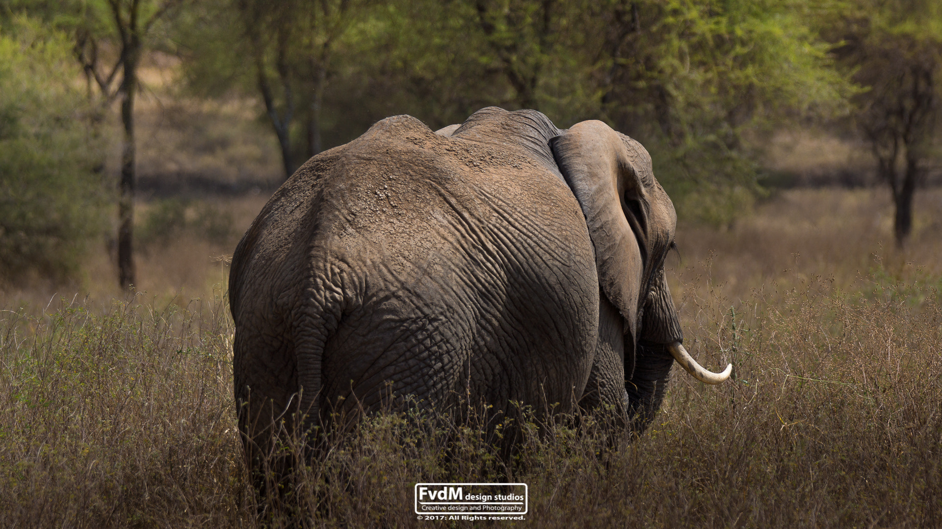 Sony SLT-A77 + Sony 70-400mm F4-5.6 G SSM sample photo. The lonesome bull... photography