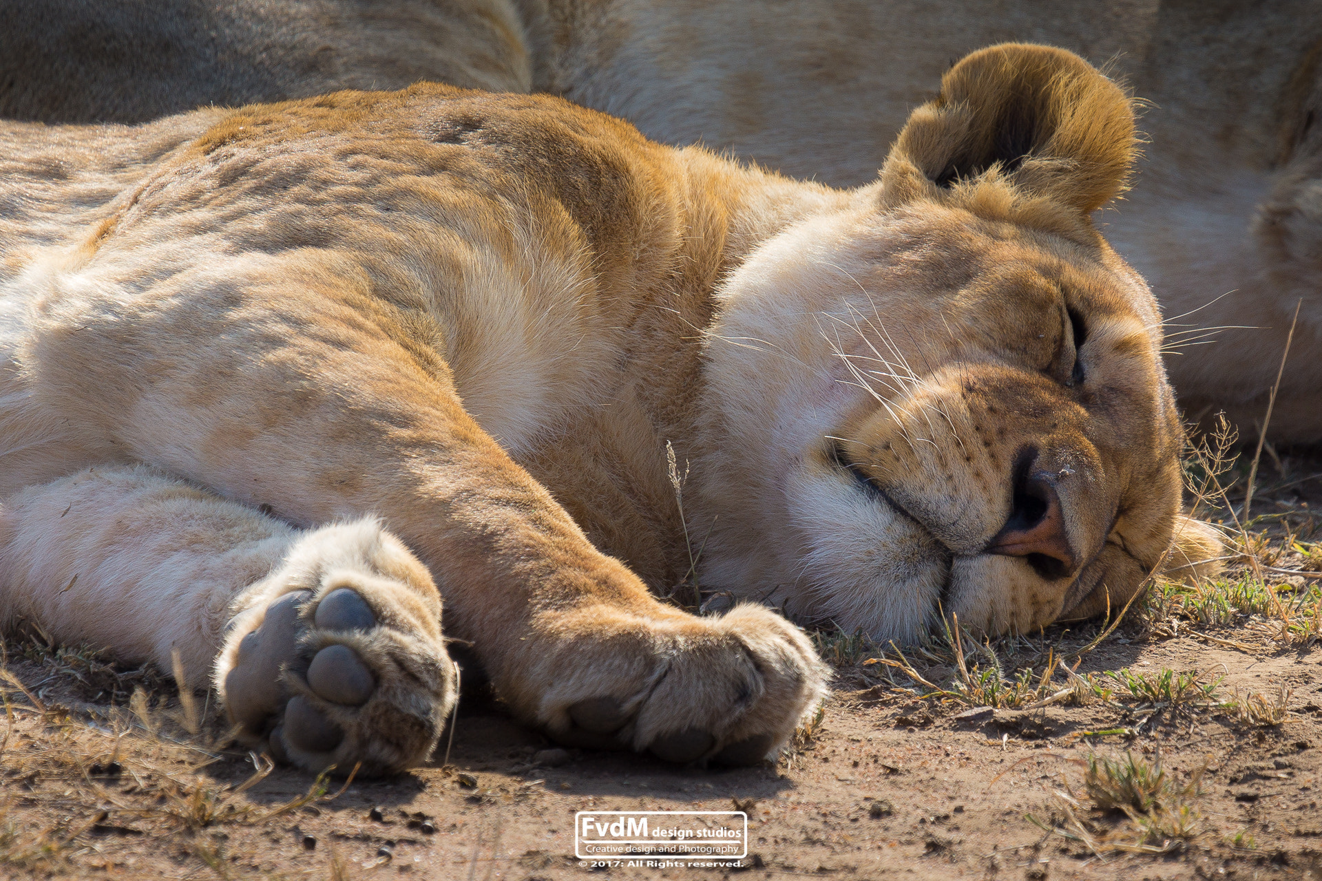 Sony SLT-A77 + Sony 70-400mm F4-5.6 G SSM sample photo. Lay down... photography