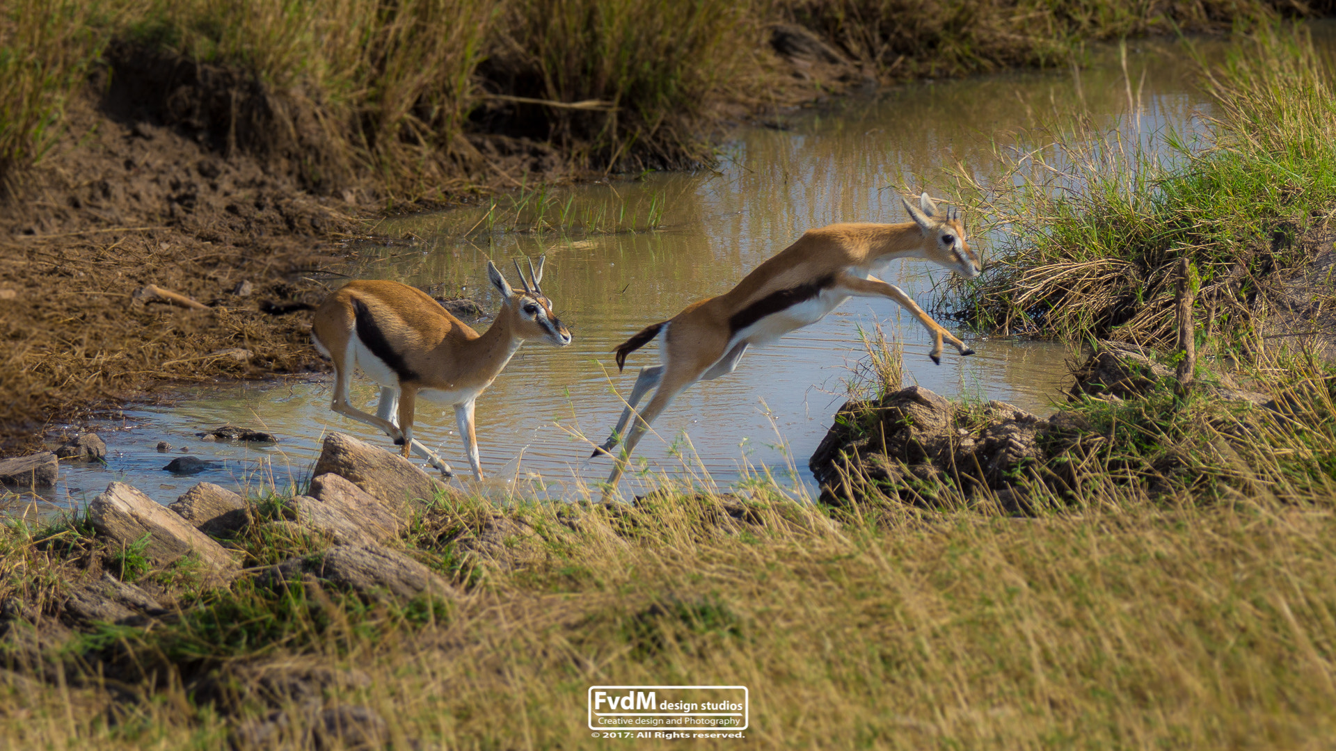 Sony 70-400mm F4-5.6 G SSM sample photo. Jump... photography
