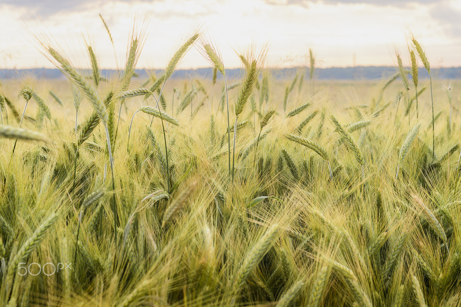 Nikon D500 + Nikon AF Nikkor 50mm F1.4D sample photo. Barley in the field, crop field photography