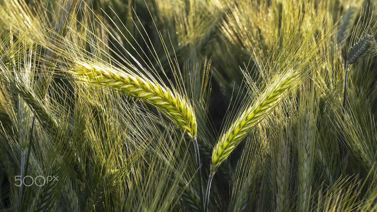 Nikon D500 + Nikon AF Nikkor 50mm F1.4D sample photo. Barley in the field, crop field photography