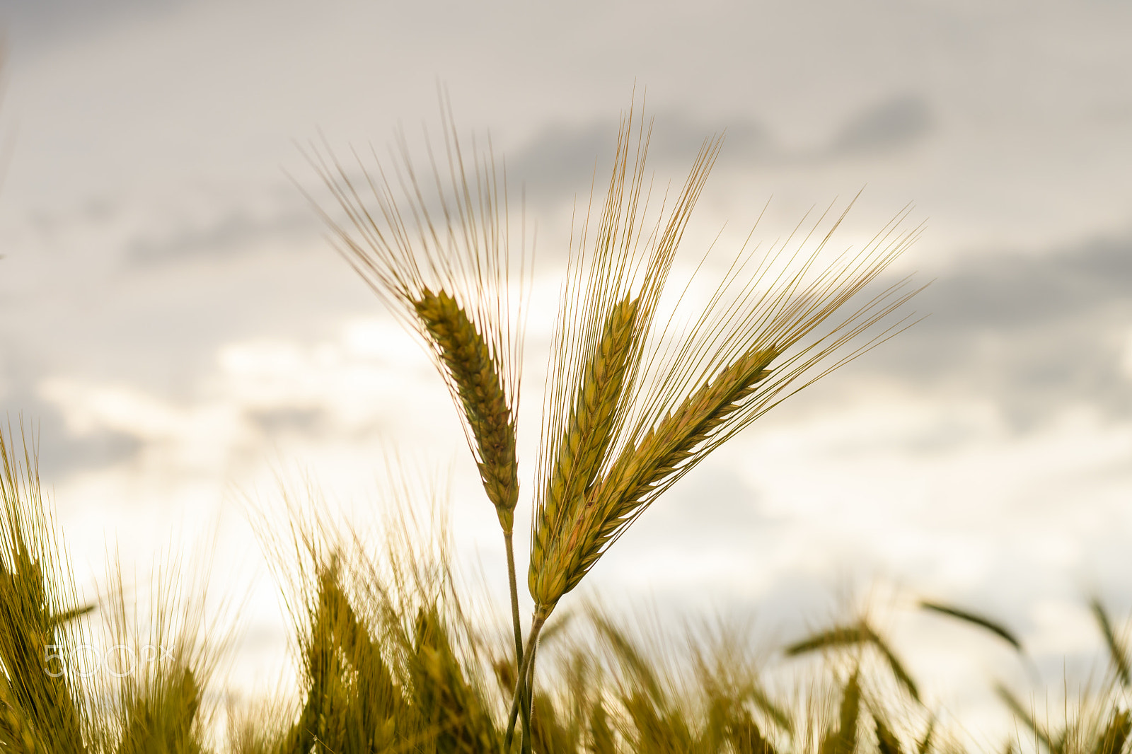 Nikon D500 + Nikon AF Nikkor 50mm F1.4D sample photo. Barley in the field, crop field photography