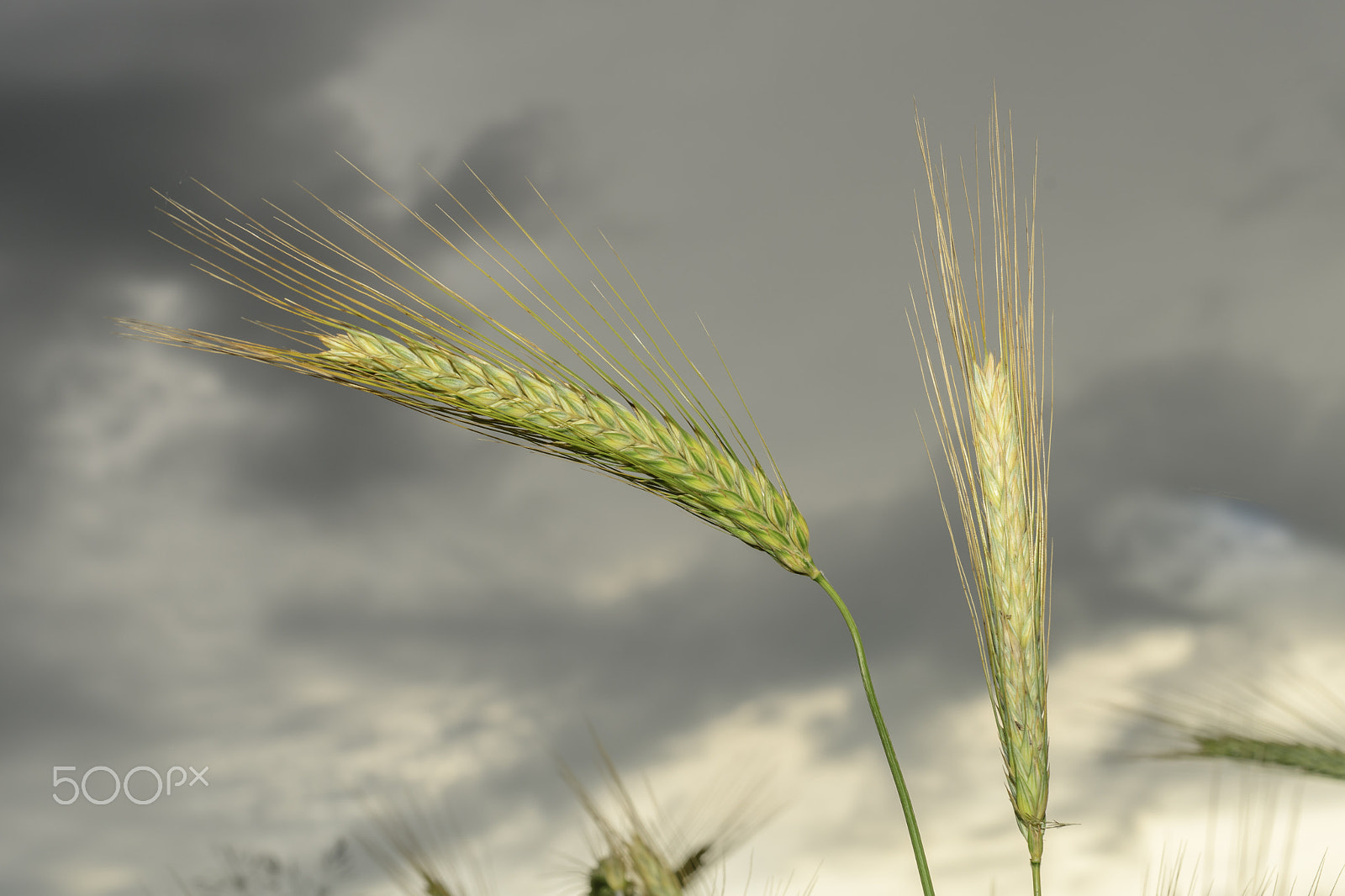 Nikon D500 + Nikon AF Nikkor 50mm F1.4D sample photo. Barley in the field, crop field photography