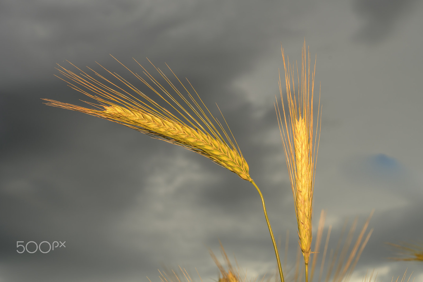 Nikon D500 + Nikon AF Nikkor 50mm F1.4D sample photo. Barley in the field, crop field photography