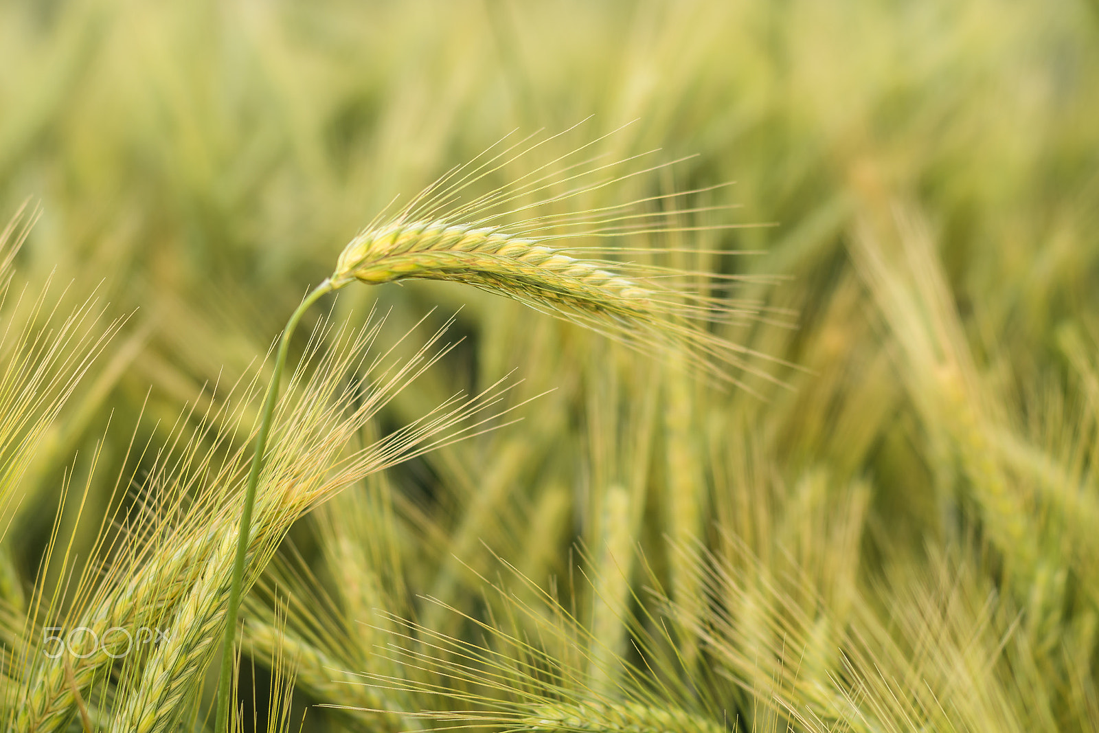 Nikon D500 + Nikon AF Nikkor 50mm F1.4D sample photo. Barley in the field, crop field photography