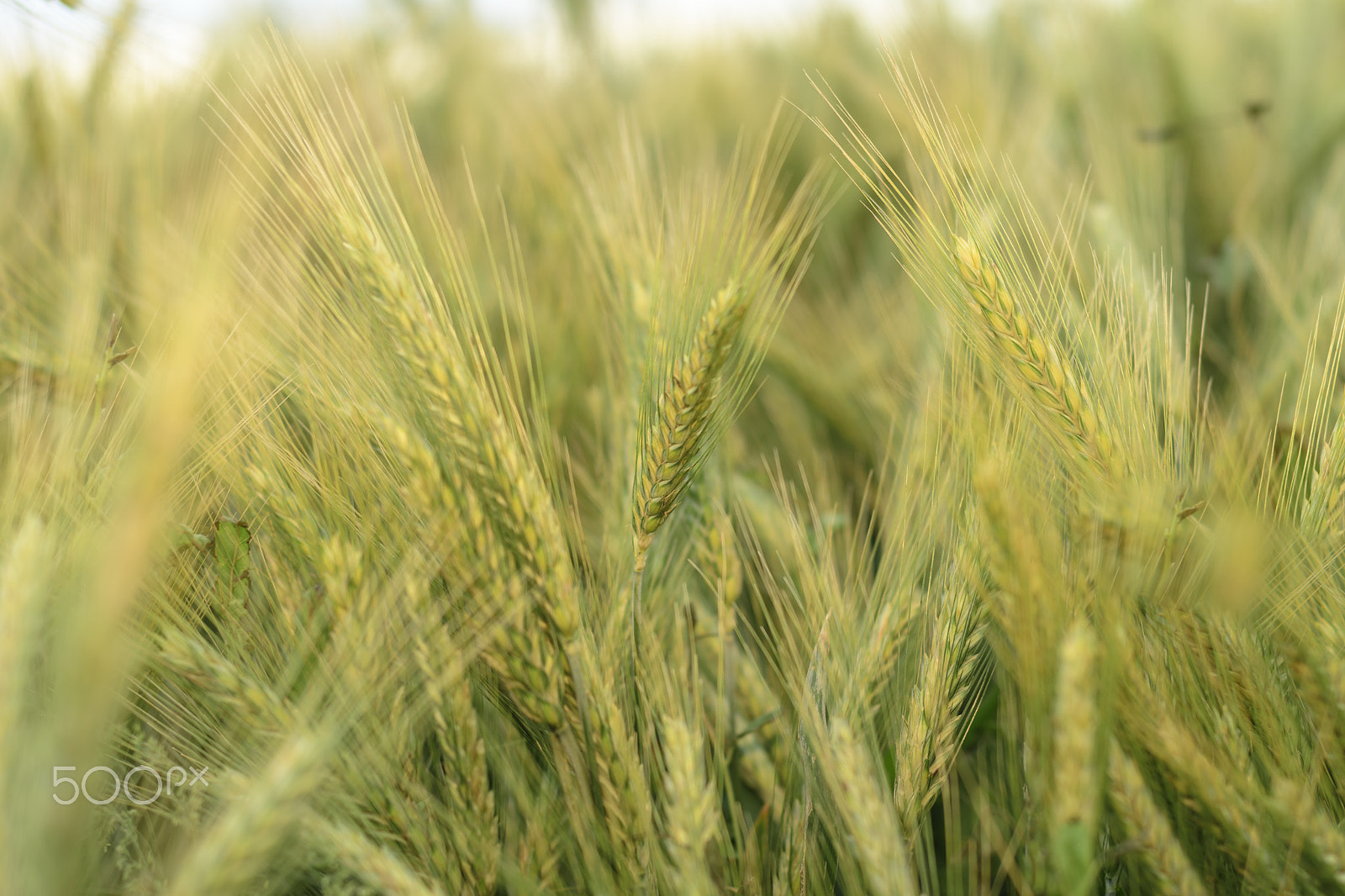 Nikon D500 + Nikon AF Nikkor 50mm F1.4D sample photo. Barley in the field, crop field photography