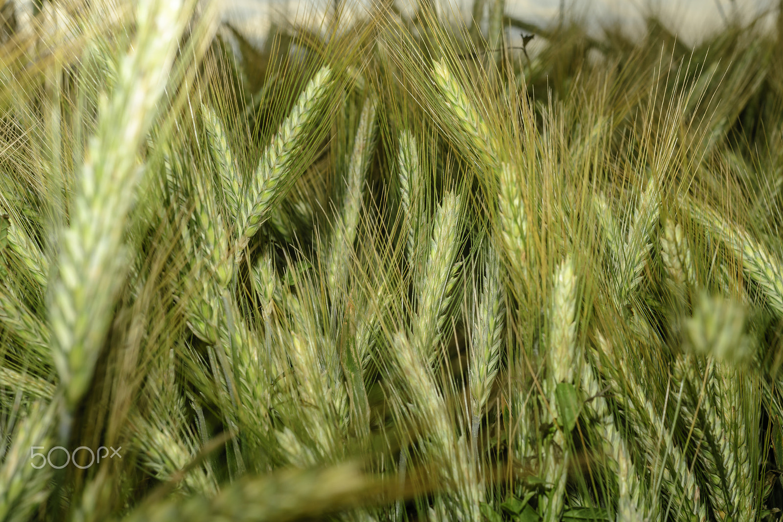 Nikon D500 + Nikon AF Nikkor 50mm F1.4D sample photo. Barley in the field, crop field photography