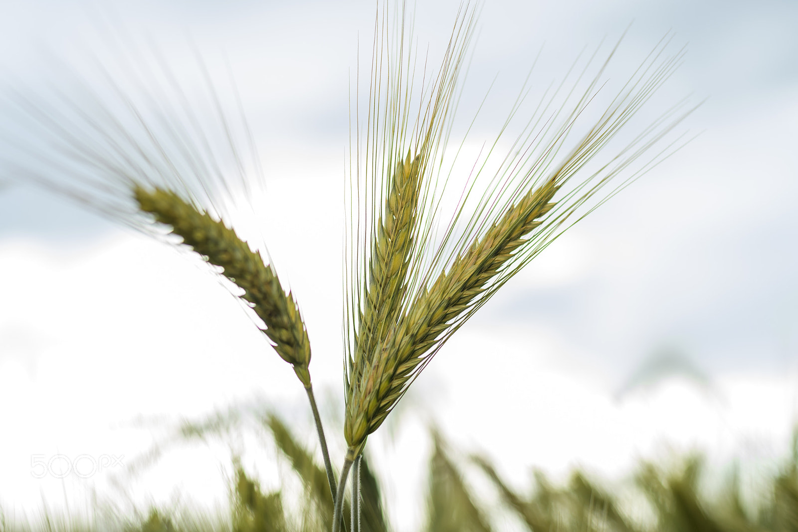 Nikon D500 + Nikon AF Nikkor 50mm F1.4D sample photo. Barley in the field, crop field photography