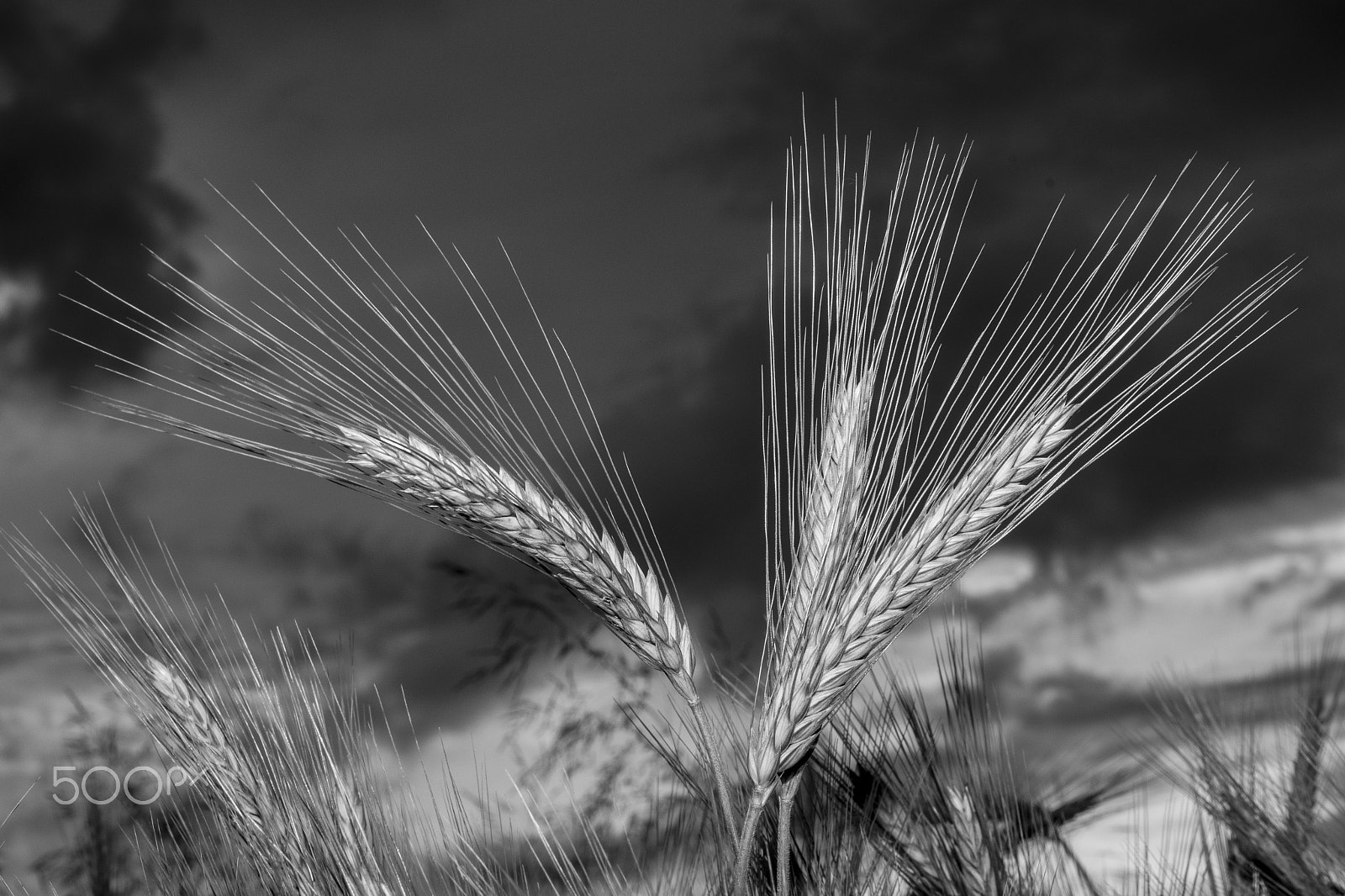 Nikon D500 + Nikon AF Nikkor 50mm F1.4D sample photo. Barley in the field, crop field photography