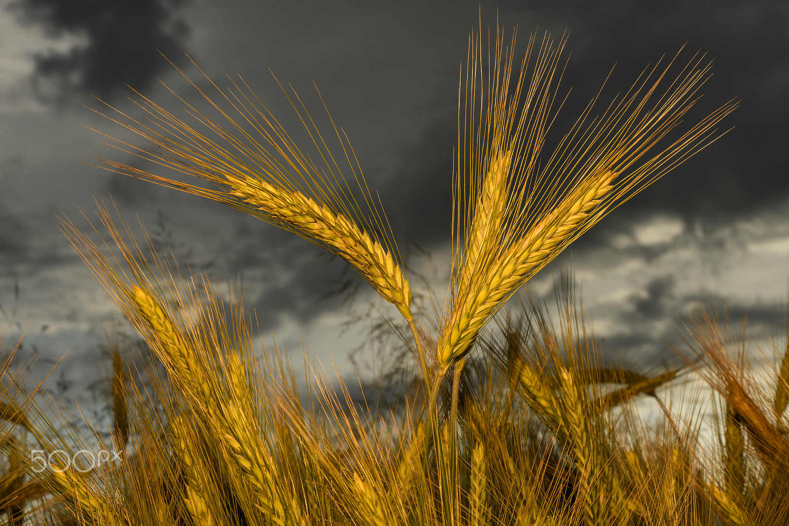 Nikon D500 + Nikon AF Nikkor 50mm F1.4D sample photo. Barley in the field, crop field photography