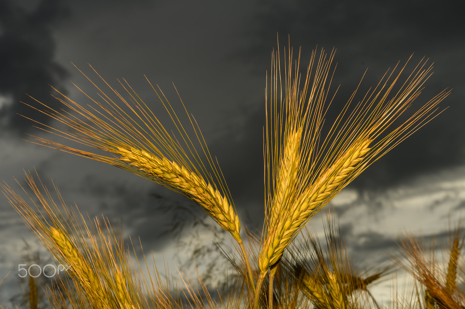 Nikon D500 + Nikon AF Nikkor 50mm F1.4D sample photo. Barley in the field, crop field photography