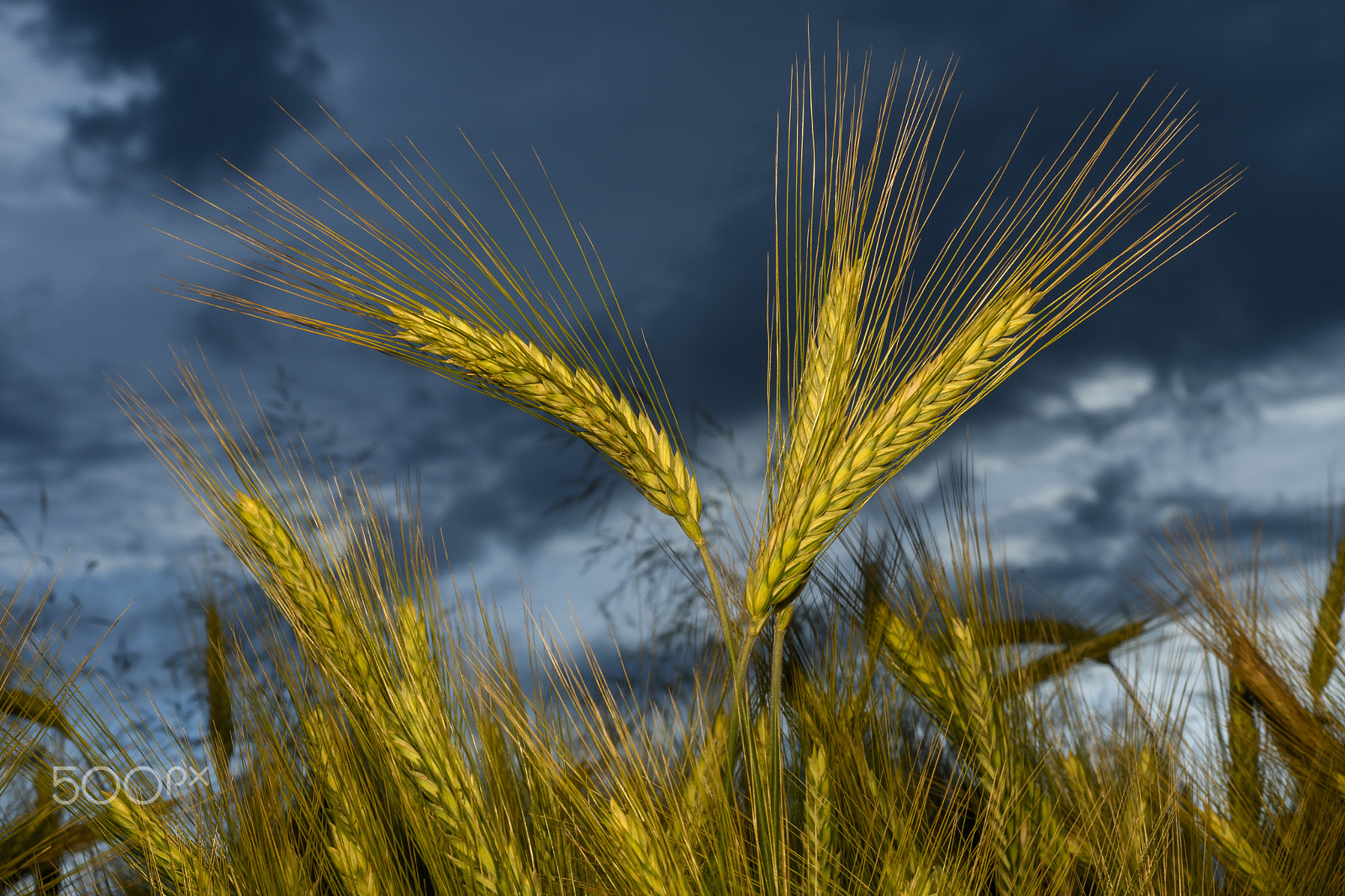 Nikon D500 + Nikon AF Nikkor 50mm F1.4D sample photo. Barley in the field, crop field photography